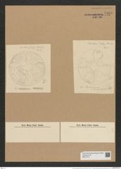 Auliscus samaruensis Grove et Sturt. (de-Toni-Nr.: Genus 171, Species 4369) Zeichnungen Sammlung Grunow Nr. 7935 (NHMW-BOT-W0377214)